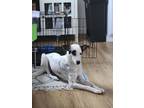 Adopt Peggy a White - with Black Mutt / Mixed dog in Dennisport, MA (41513226)