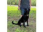 Adopt Rubble a Black - with White German Shepherd Dog / Mixed dog in Turlock