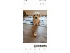 Adopt Nora a White Dachshund / Terrier (Unknown Type, Medium) / Mixed dog in
