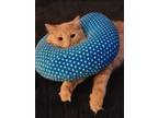 Adopt Kaladin a Orange or Red Domestic Shorthair / Mixed (medium coat) cat in