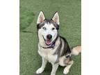 Adopt Roxbury a Siberian Husky / Mixed dog in Oceanside, CA (41498350)