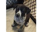 Adopt Checkers a Rhodesian Ridgeback / Australian Cattle Dog / Mixed dog in