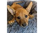 Adopt Monopoly a Rhodesian Ridgeback / Australian Cattle Dog / Mixed dog in