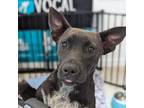 Adopt Jenga a Rhodesian Ridgeback / Australian Cattle Dog / Mixed dog in Ocala