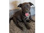Adopt Trouble a Rhodesian Ridgeback / Australian Cattle Dog / Mixed dog in