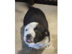 Adopt Scrabble a Rhodesian Ridgeback / Australian Cattle Dog / Mixed dog in