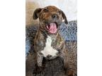 Adopt Clue a Rhodesian Ridgeback / Australian Cattle Dog / Mixed dog in Ocala