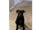 Adopt Frank a Black - with White Staffordshire Bull Terrier / Labrador Retriever