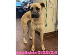 Adopt Dog Kennel #8 a Shepherd (Unknown Type) / Catahoula Leopard Dog / Mixed