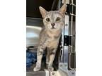 Adopt Lilly a Domestic Shorthair / Mixed (short coat) cat in Logan