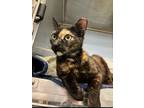 Adopt Lavender a Domestic Shorthair / Mixed (short coat) cat in Providence
