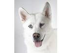Adopt Blue a Siberian Husky / Mixed dog in Dublin, CA (41509056)