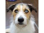 Adopt Eli a Siberian Husky / German Wirehaired Pointer / Mixed dog in Des