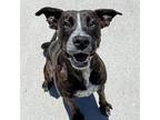 Adopt Zara a American Pit Bull Terrier / Mixed dog in Des Moines, IA (41507835)