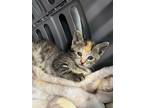Adopt Peanut a Gray, Blue or Silver Tabby Domestic Shorthair cat in Honolulu