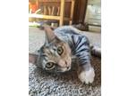 Adopt Cindy a Gray, Blue or Silver Tabby Domestic Shorthair cat in Tracy