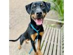 Adopt Abner a Black Rottweiler / Mixed dog in Oakland, CA (41497680)