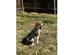 Adopt Sadie a Tricolor (Tan/Brown & Black & White) Beagle / Mixed dog in