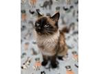 Adopt Paula a Brown or Chocolate Siamese / Mixed (short coat) cat in Antioch