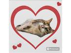 Adopt Lil Bit a Calico or Dilute Calico Domestic Shorthair / Mixed (short coat)