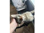 Adopt Frankie a Brown Tabby Domestic Shorthair / Mixed (short coat) cat in