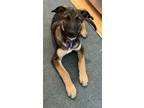 Adopt Trinity a Black - with Tan, Yellow or Fawn German Shepherd Dog / Mixed dog