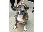 Adopt SOOKIE a Brindle - with White Catahoula Leopard Dog / Mixed Breed (Medium)