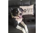 Adopt Elijah a Black - with White Australian Shepherd / Husky / Mixed dog in