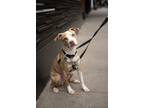 Adopt Zeus a Mutt dog in New York, NY (41511803)