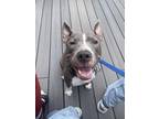 Adopt Nova a Mutt dog in New York, NY (41511794)