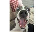 Adopt Jenny a Gray/Blue/Silver/Salt & Pepper Mutt dog in New York, NY (41511790)