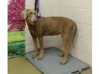 Adopt ADOPT ME! SHELTER FULL a Tan/Yellow/Fawn Doberman Pinscher / Mixed dog in