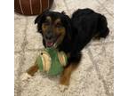 Adopt Archie a Tricolor (Tan/Brown & Black & White) Australian Shepherd / Mixed