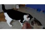 Adopt Pepper a Black & White or Tuxedo Domestic Shorthair / Mixed (short coat)