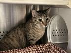 Adopt Selina And Kara Bonded Pair a Domestic Shorthair / Mixed cat in Knoxville