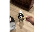 Adopt Earl a Black - with White Cockapoo / Mixed dog in Richmond, VA (41512895)