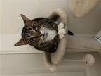 Adopt Applesauce a Brown or Chocolate Bengal / Mixed cat in La Jolla