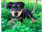 Adopt Cal a Black - with Tan, Yellow or Fawn Rottweiler / Golden Retriever /