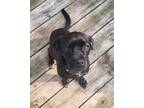 Adopt Sadie a Black Mixed Breed (Small) / Mixed dog in De Pere, WI (41512858)