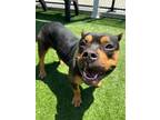 Adopt Martha a Staffordshire Bull Terrier / Mixed Breed (Medium) / Mixed dog in
