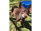 Adopt Thunder a Red/Golden/Orange/Chestnut Miniature Pinscher / Mixed dog in