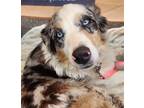 Adopt Delilah a Tricolor (Tan/Brown & Black & White) Australian Shepherd / Mixed