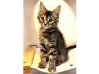 Adopt Matcha a Tan or Fawn Tabby Domestic Mediumhair / Mixed (medium coat) cat