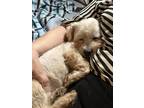 Adopt Billy a White Lhasa Apso / Mixed dog in Hinckley, IL (41512863)