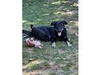 Adopt Lexi a Black - with Tan, Yellow or Fawn Australian Kelpie / Shepherd