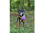 Adopt Jojo a Miniature Pinscher / Mixed dog in Walton County, GA (41512687)