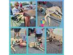 Adopt Cooley a Tan/Yellow/Fawn - with Black Anatolian Shepherd / Black Mouth Cur