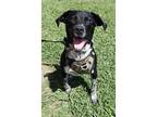 Adopt Barkley a Black - with White Pointer / Labrador Retriever / Mixed dog in
