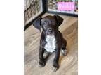 Adopt Debbie a Black - with White Blue Heeler / Hound (Unknown Type) / Mixed dog