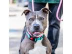 Adopt Penny a American Pit Bull Terrier / Mixed dog in Oakland, CA (41497179)